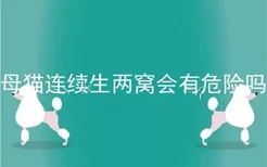 母猫连续生两窝会有危险吗