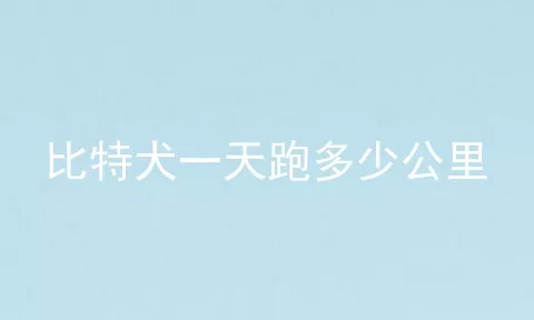 比特犬一天跑多少公里