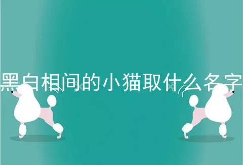 黑白相间的小猫取什么名字