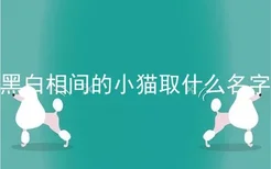 黑白相间的小猫取什么名字