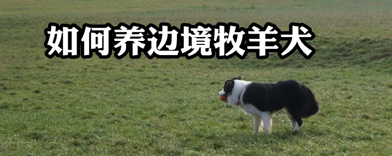 如何养边境牧羊犬