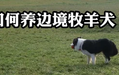 如何养边境牧羊犬