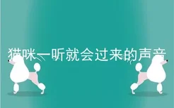 猫咪一听就会过来的声音