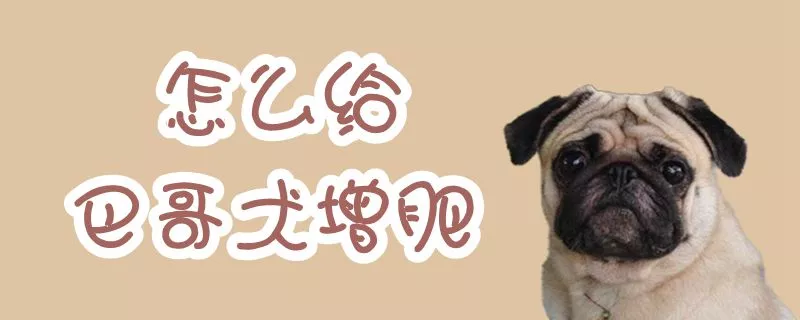 怎么给巴哥犬增肥