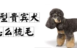 巨型贵宾犬怎么梳毛