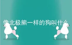 像北极熊一样的狗叫什么