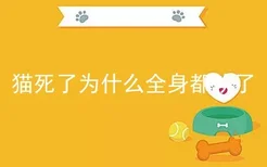 猫死了为什么全身都软了