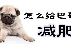 怎么给巴哥犬减肥