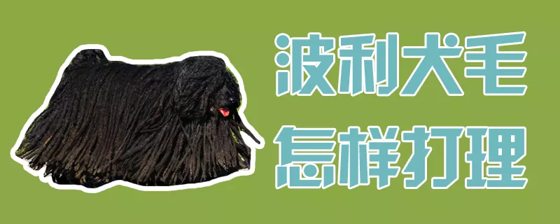 波利犬毛怎样打理