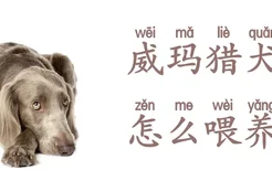 威玛猎犬怎么喂养