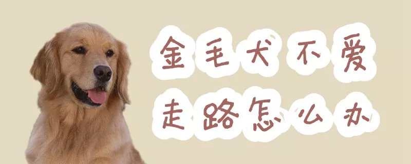 金毛犬不爱走路怎么办