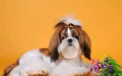 博美犬好养吗?