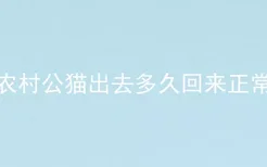 农村公猫出去多久回来正常