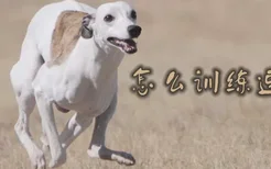 惠比特犬怎么训练速度