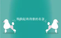 狗狗起有诗意的名字