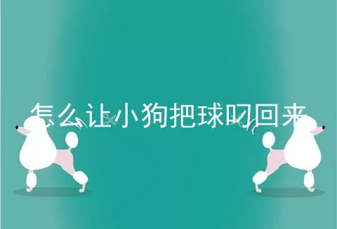 怎么让小狗把球叼回来