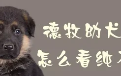 德牧幼犬怎么看纯不纯