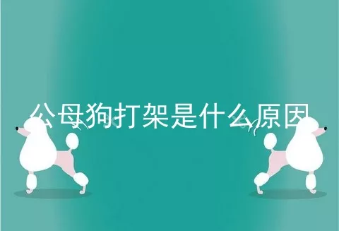 公母狗打架是什么原因