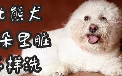 比熊犬耳朵里脏怎样洗