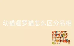 幼猫暹罗猫怎么区分品相