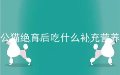 公猫绝育后吃什么补充营养