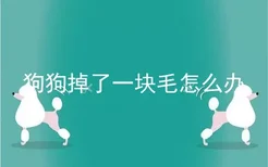 狗狗掉了一块毛怎么办