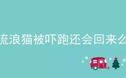 流浪猫被吓跑还会回来么