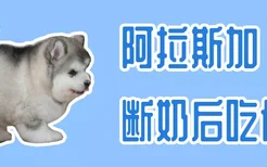 阿拉斯加断奶后吃什么