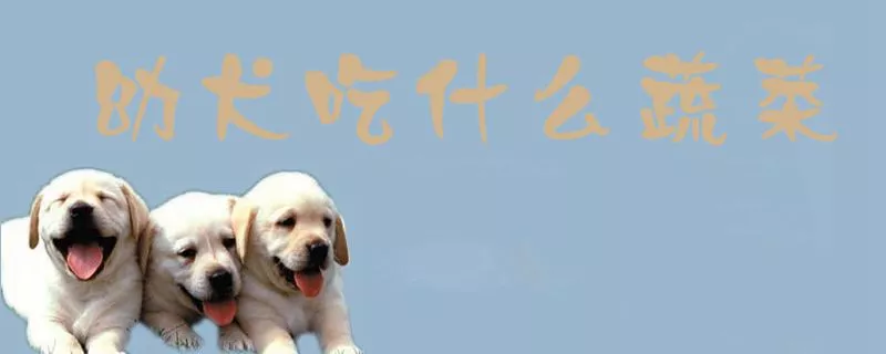 幼犬吃什么蔬菜