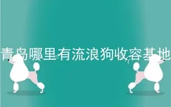 青岛哪里有流浪狗收容基地