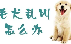 金毛犬乱叫怎么办