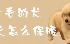 金毛幼犬冬天怎么保暖