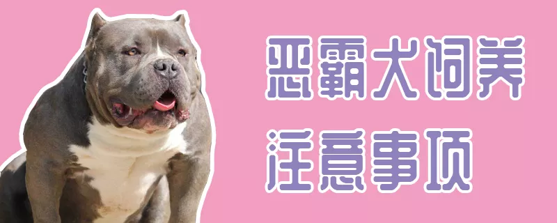 恶霸犬饲养注意事项