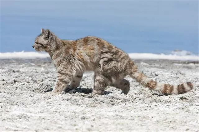 安第斯山猫(安第斯山猫可以养吗)