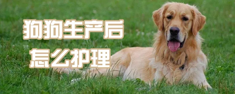 狗狗生产后怎么护理