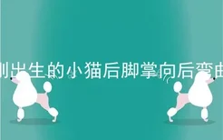 刚出生的小猫后脚掌向后弯曲