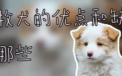 边牧犬的优点和缺点有哪些