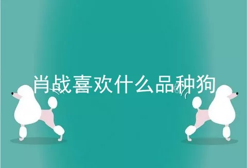 肖战喜欢什么品种狗