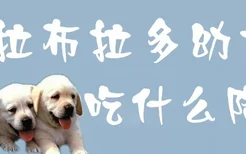 拉布拉多幼犬吃什么降火