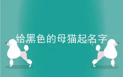 给黑色的母猫起名字