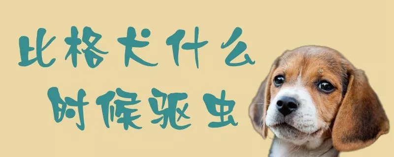 比格犬什么时候驱虫1