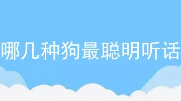 哪几种狗最聪明听话