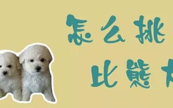 怎么挑比熊犬