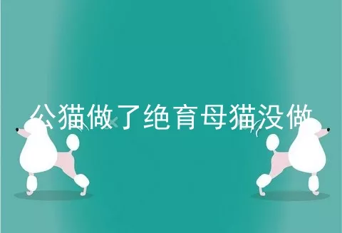 公猫做了绝育母猫没做