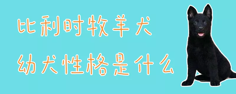 比利时牧羊犬幼犬性格是什么