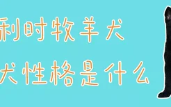 比利时牧羊犬幼犬性格是什么