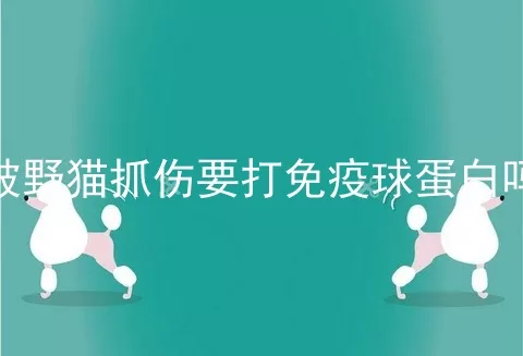 被野猫抓伤要打免疫球蛋白吗