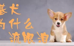 柯基犬为什么流眼泪