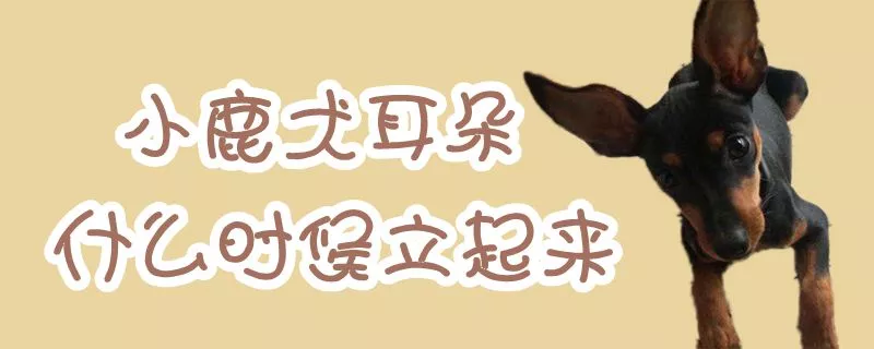 小鹿犬耳朵什么时候立起来