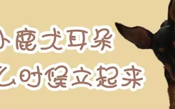 小鹿犬耳朵什么时候立起来